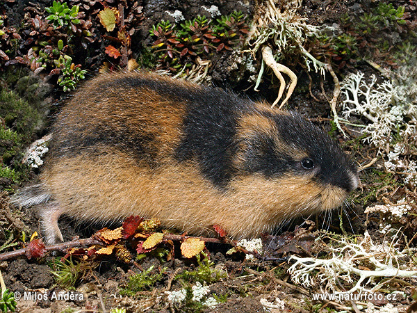 Norway lemming, rodent