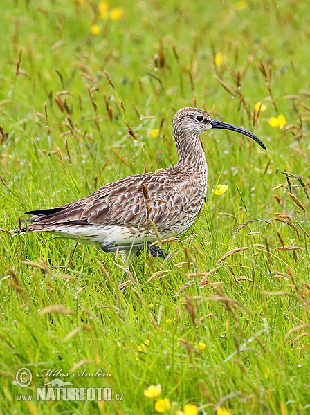 Numenius phaeopus