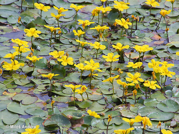 Nymphoides peltata