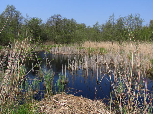 Olanda regiune