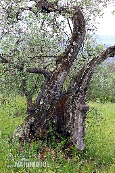 Olea europaea