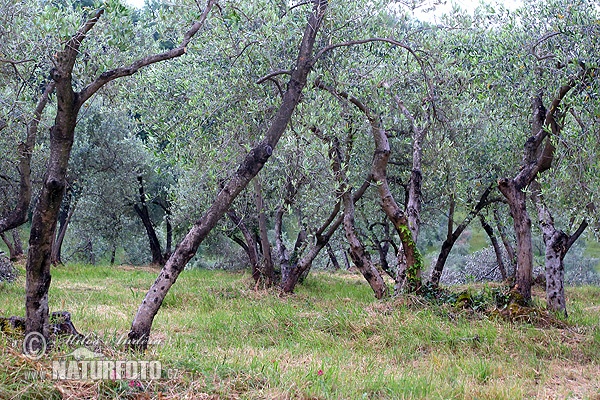 Olea europaea