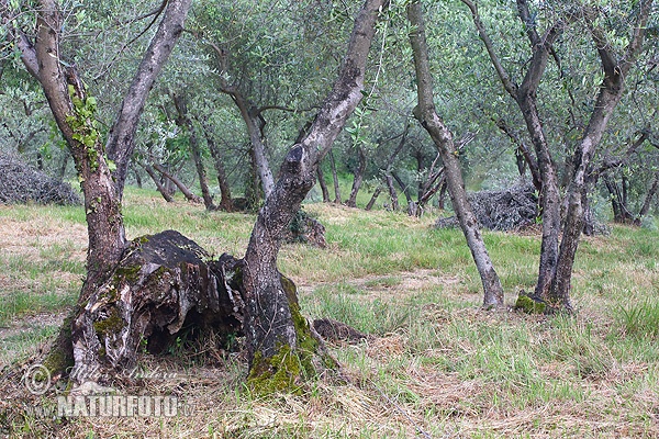 Olea europaea