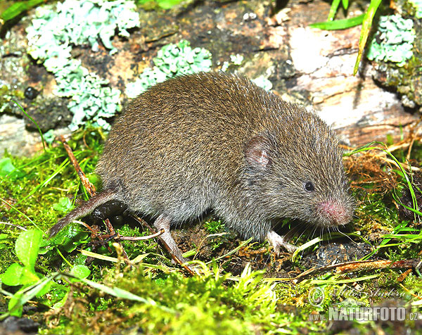 Ondergrondse woelmuis