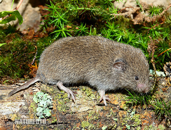 Ondergrondse woelmuis