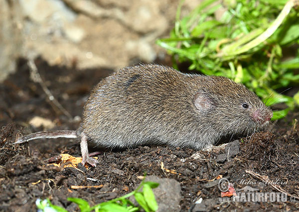 Ondergrondse woelmuis