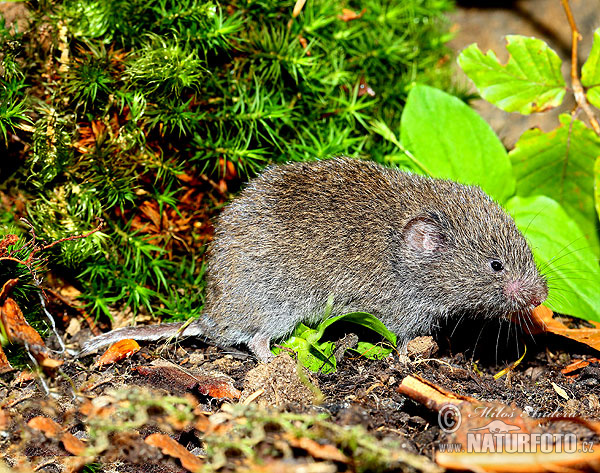 Ondergrondse woelmuis