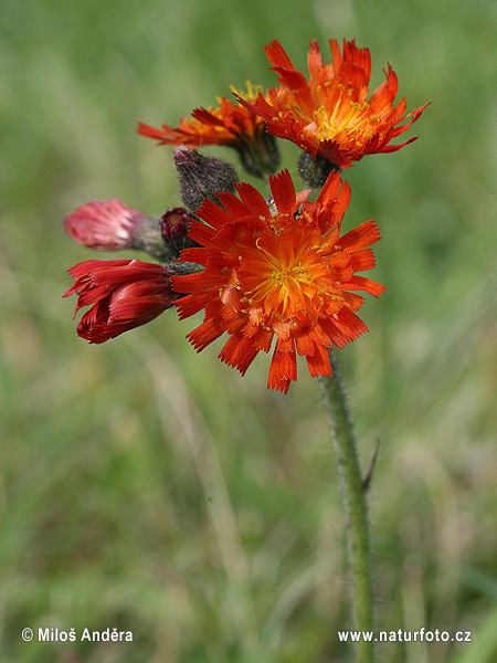 Oranje havikskruid