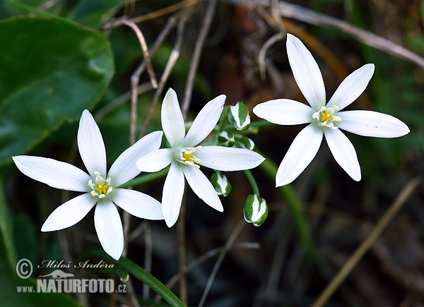 Ornithogalum kochii