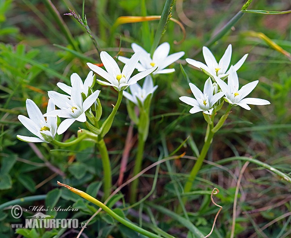 Ornithogalum kochii