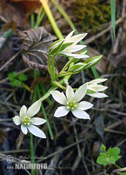 Ornithogalum kochii