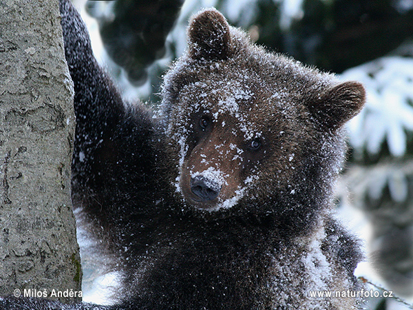 Orso bruno