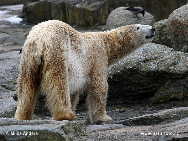 Oso polar