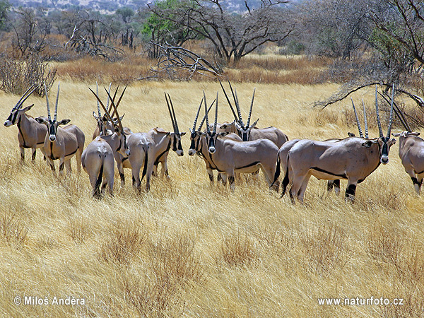 Östafrikansk oryx