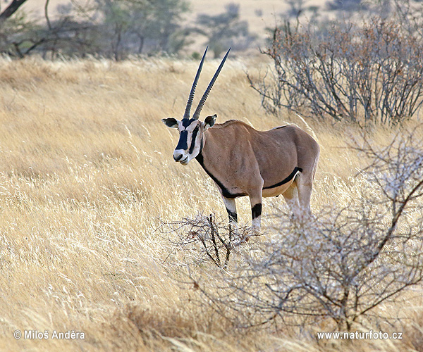 Östafrikansk oryx