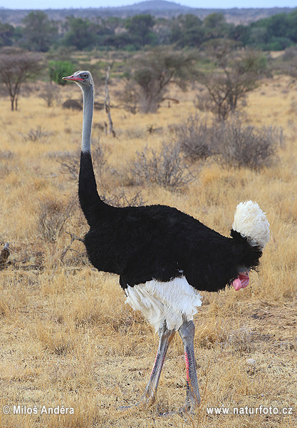 Ostrich, Common Ostrich (Struthio camelus)