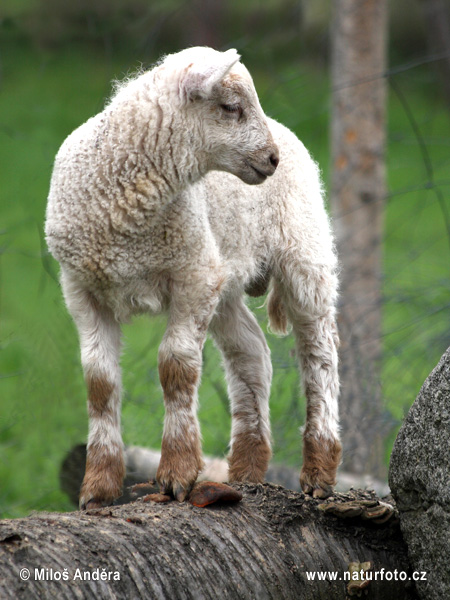 Ovis aries