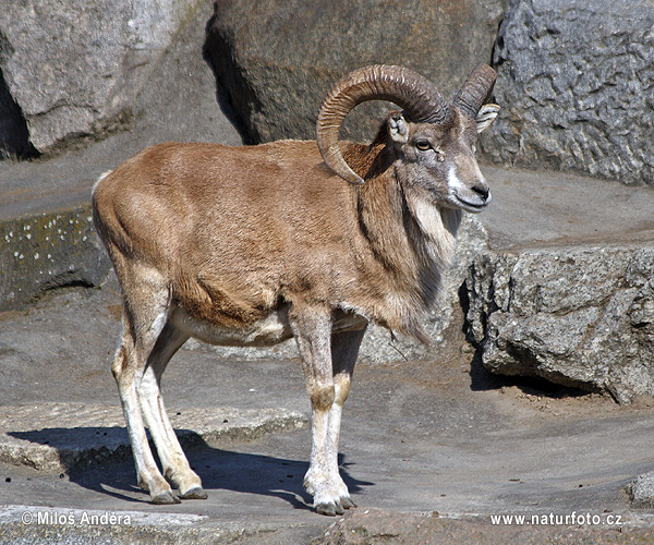 Ovis cycloceros