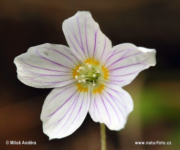 Oxalis acetosella