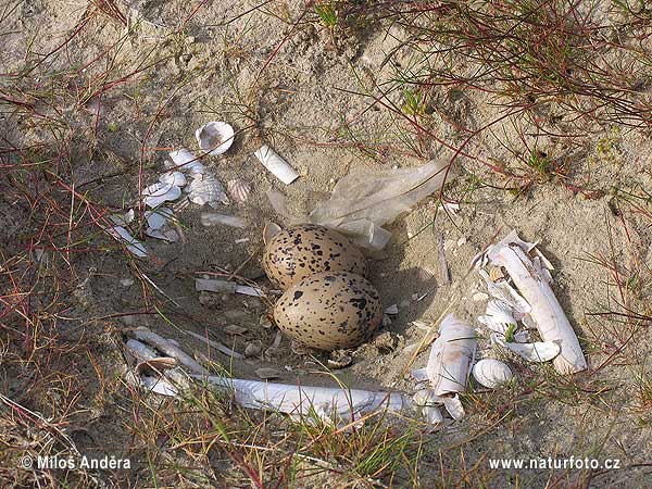 Oystercatcher - Nest (Haematopus ostralegus)
