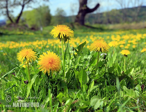 Paardenbloem