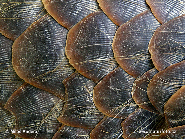 Pangolin de Malaisie