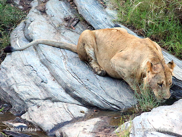 Panthera leo