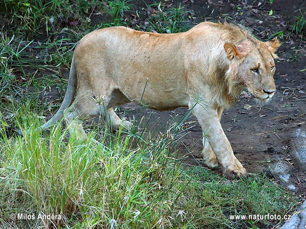 Panthera leo