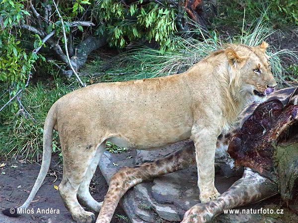 Panthera leo