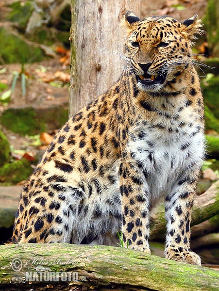 Panthera pardus orientalis