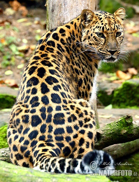 Panthera pardus orientalis