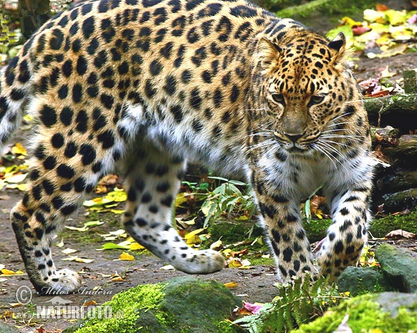 Panthera pardus orientalis