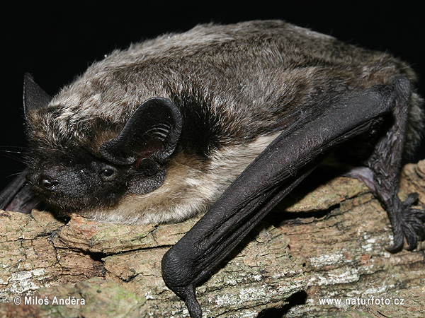 Parti-coloured Bat (Vespertilio murinus)