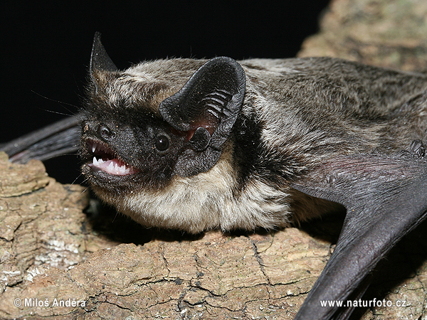 Parti-coloured Bat (Vespertilio murinus)