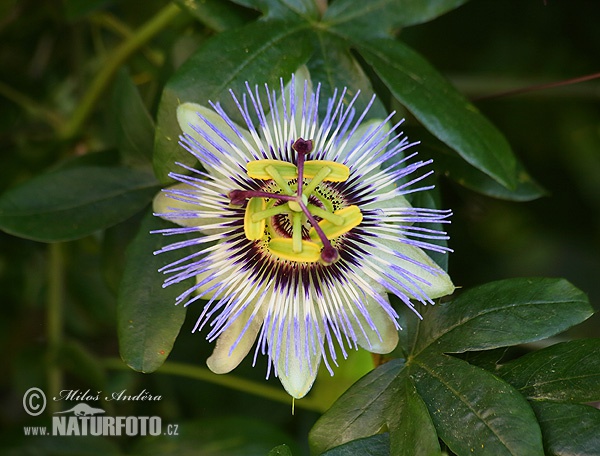 Passiflora caerulea