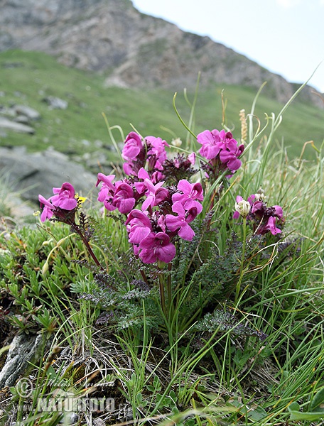 Pedicularis rostratocapitata