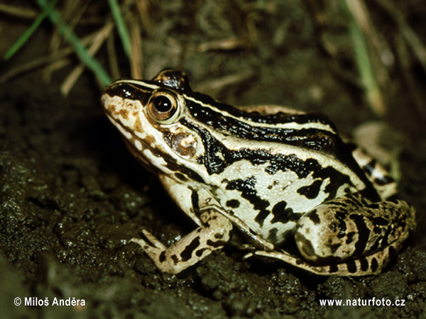 Pelophylax nigromaculatus