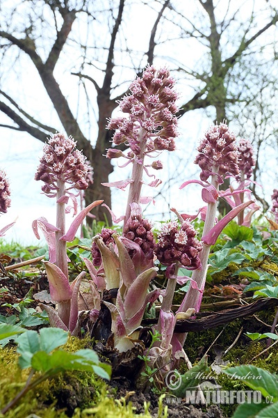 Petasites hybridus