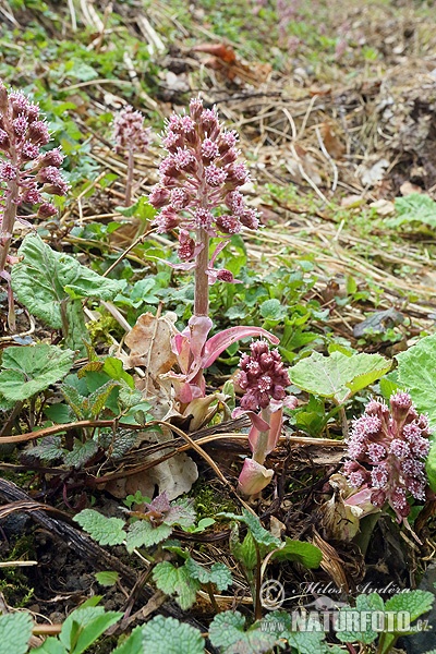 Petasites hybridus