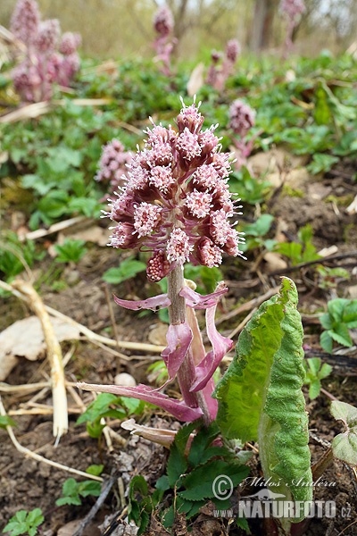 Petasites hybridus