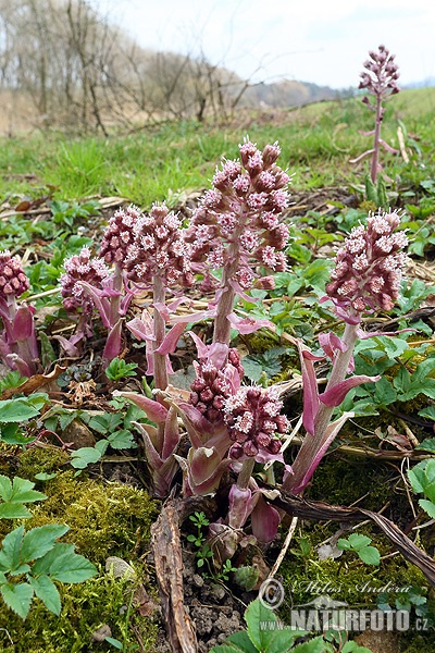 Petasites hybridus