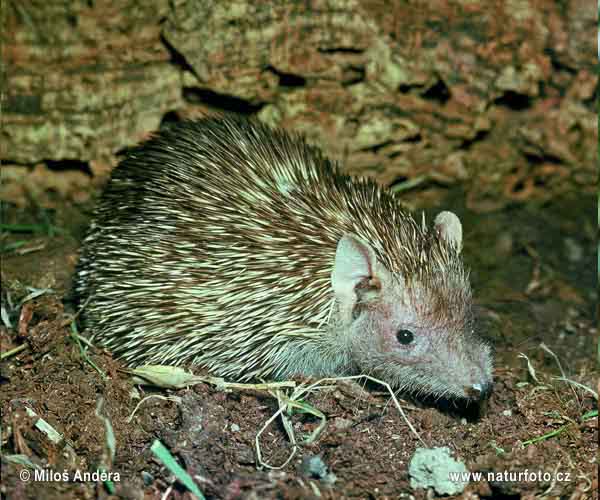 Petit tenrec-hérisson