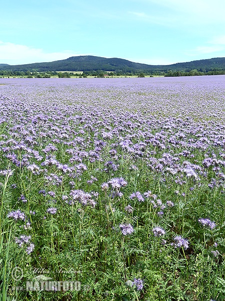 Phacelia tanacetifolia