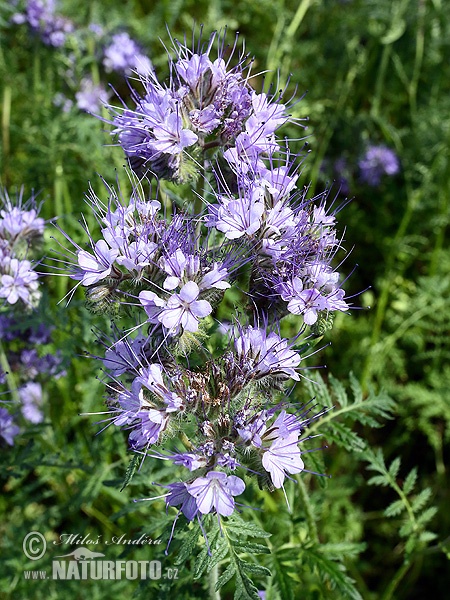 Phacelia tanacetifolia