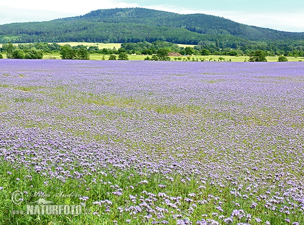 Phacelia tanacetifolia