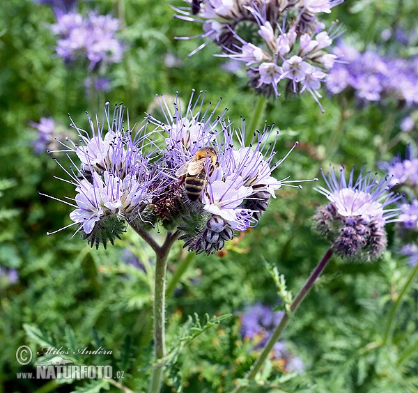 Phacelia tanacetifolia