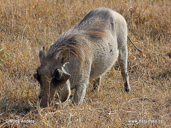 Phacochoerus africanus