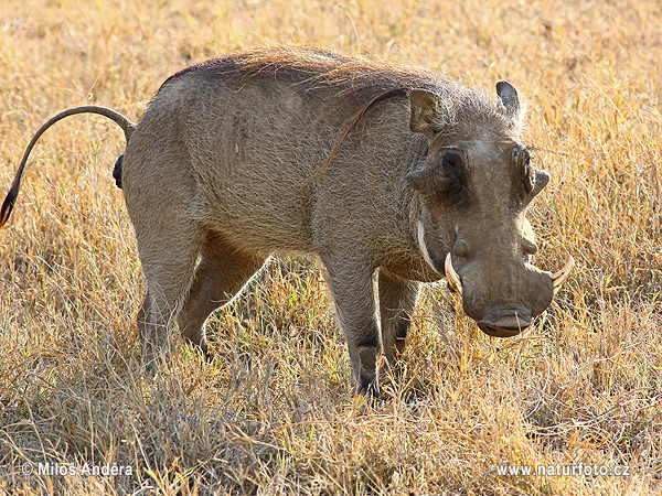 Phacochoerus africanus