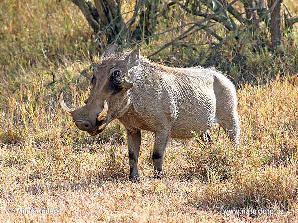 Phacochoerus africanus