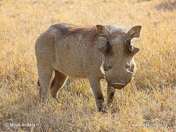 Phacochoerus africanus